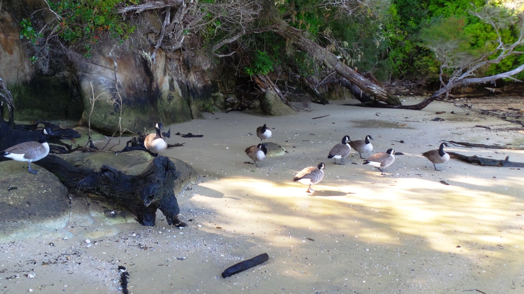 Abel Tasman (38)