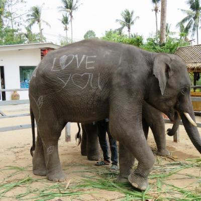 Koh Samui (3)